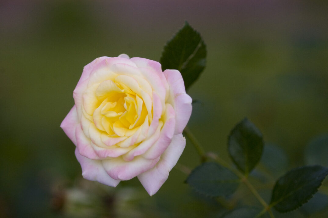 Pink and yellow rose with green leaves on a blurred green background