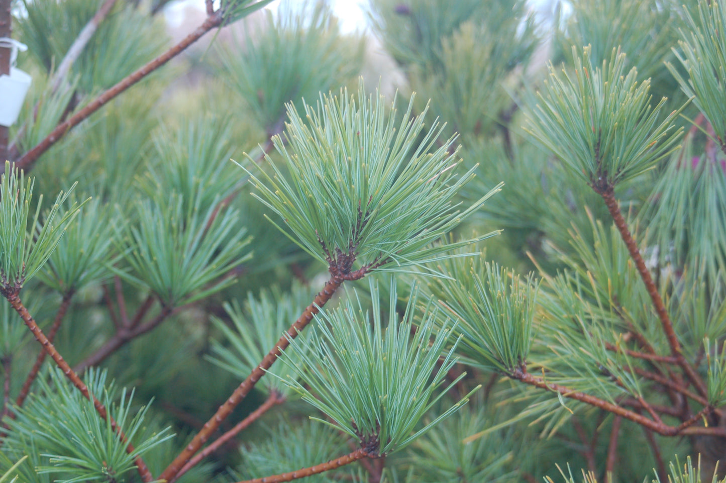 Pinus strobus Connecticut Slate