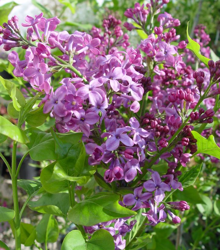 Pocahontas Lilac