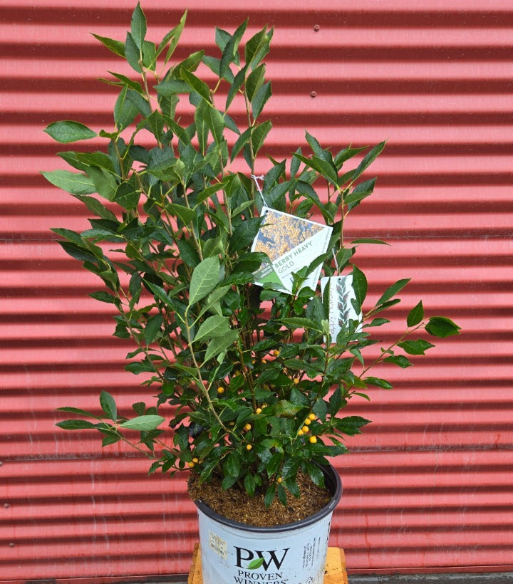 winterberry house plant Holly, Berry Heavy Gold Winterberry