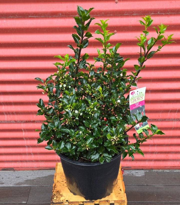 holly plant in pot Ilex X meserveae 'Berryific'