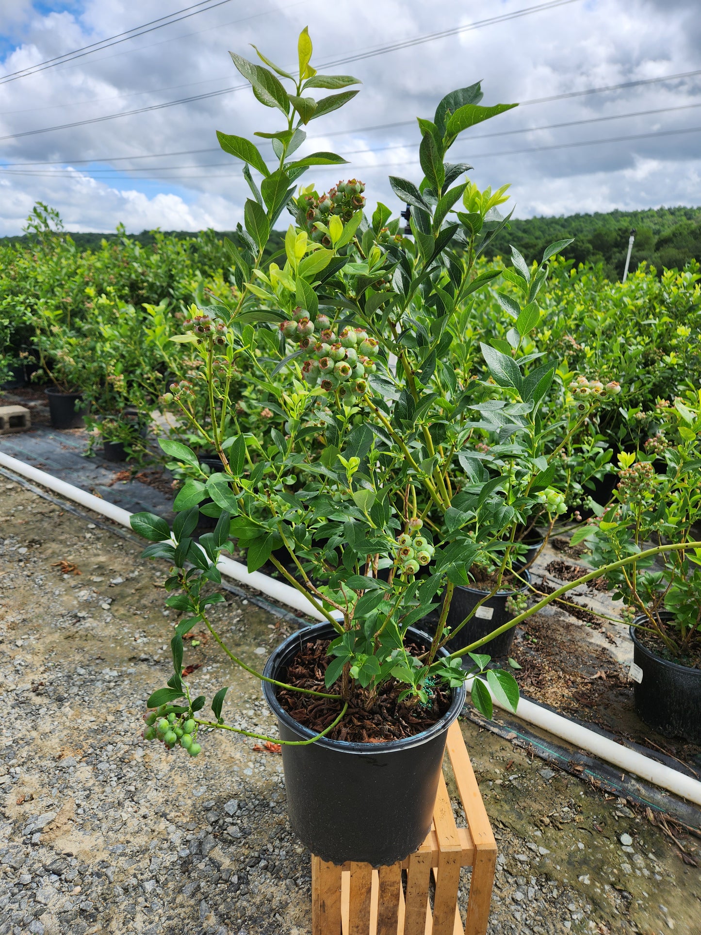 Potted Chandler Highbush Blueberry in nursery