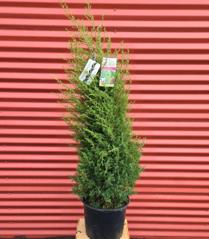 Potted Gnom Juniper with tags against a red corrugated metal background