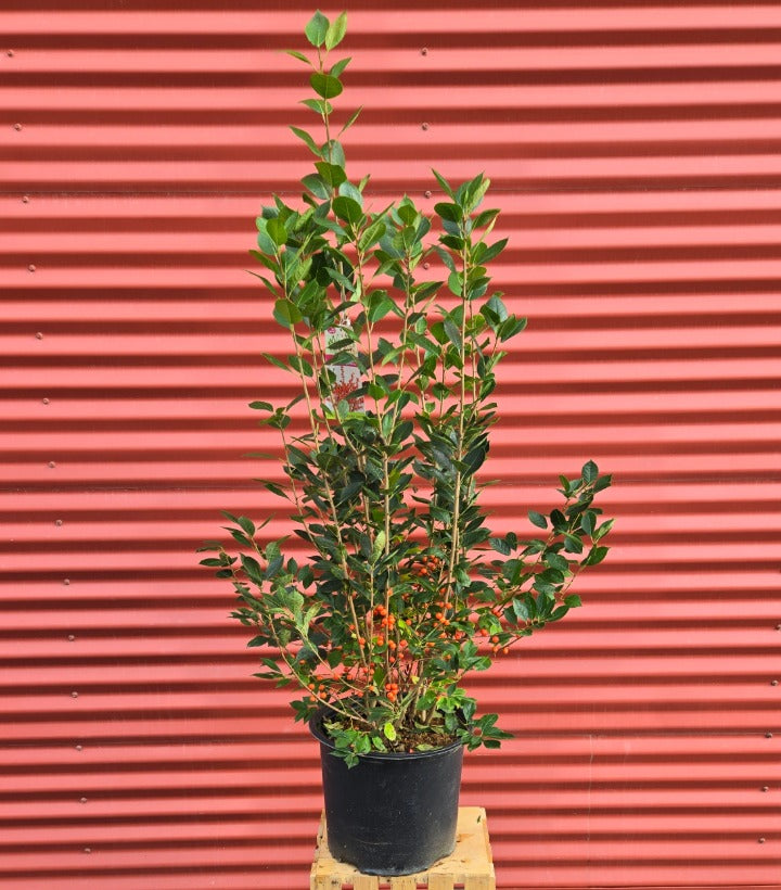 Potted Showtime Winterberry on a wooden block with a red corrugated metal background