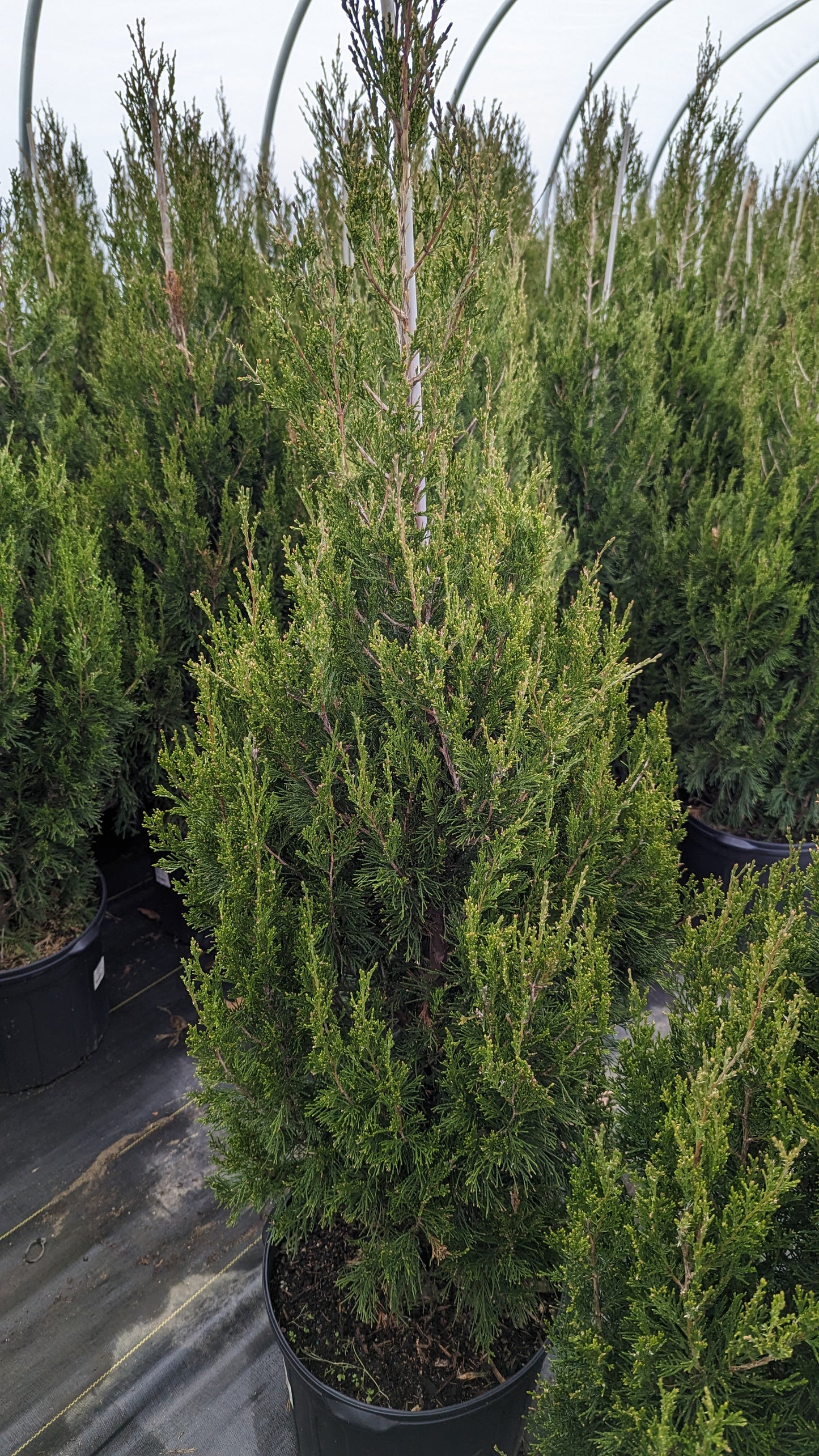 Potted Spartan Juniper plants with upright evergreen habit and dark green foliage.