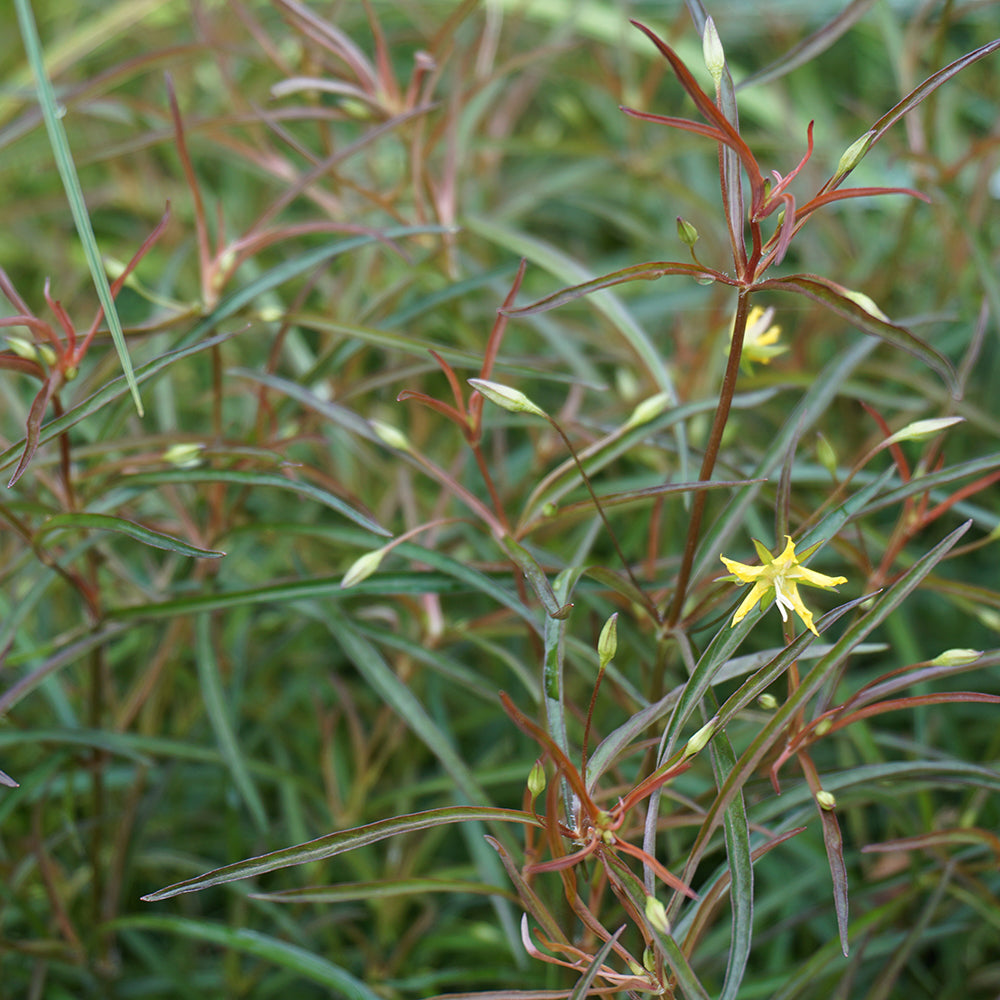 Potted lance‑leaved loosestrife showing wine‑red foliage and summer flowers