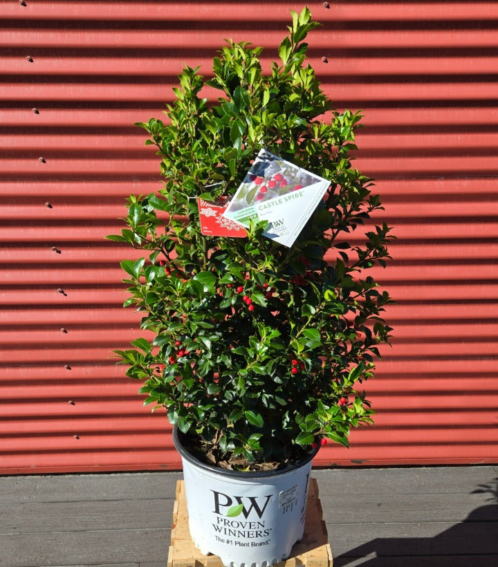 potted holly plant Castle Spire® Holly