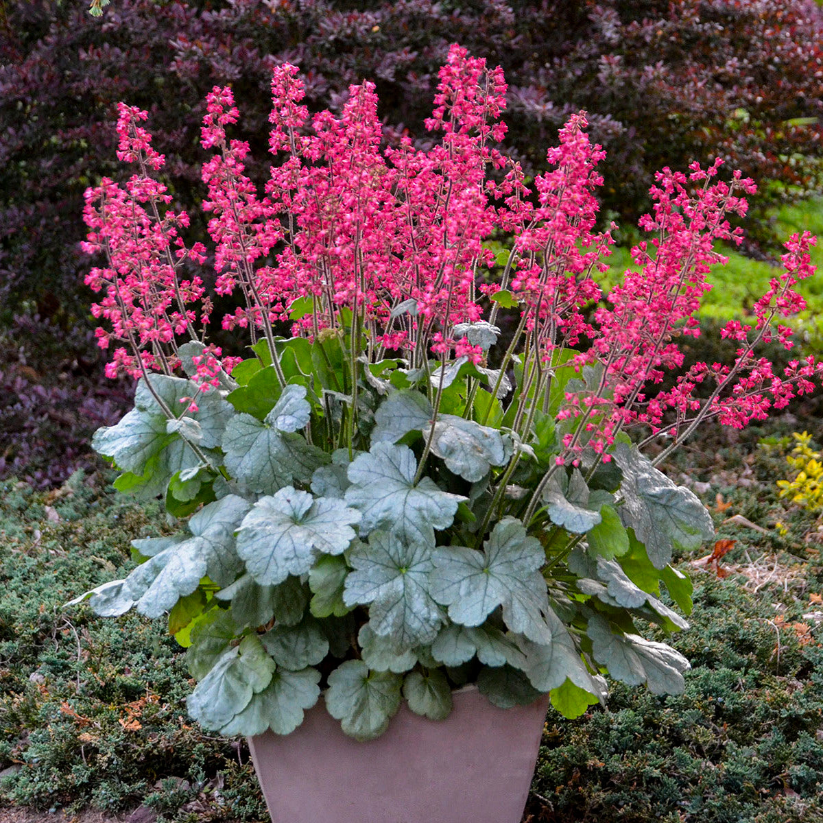 Potted plant with pink flowers and green leaves in a garden setting