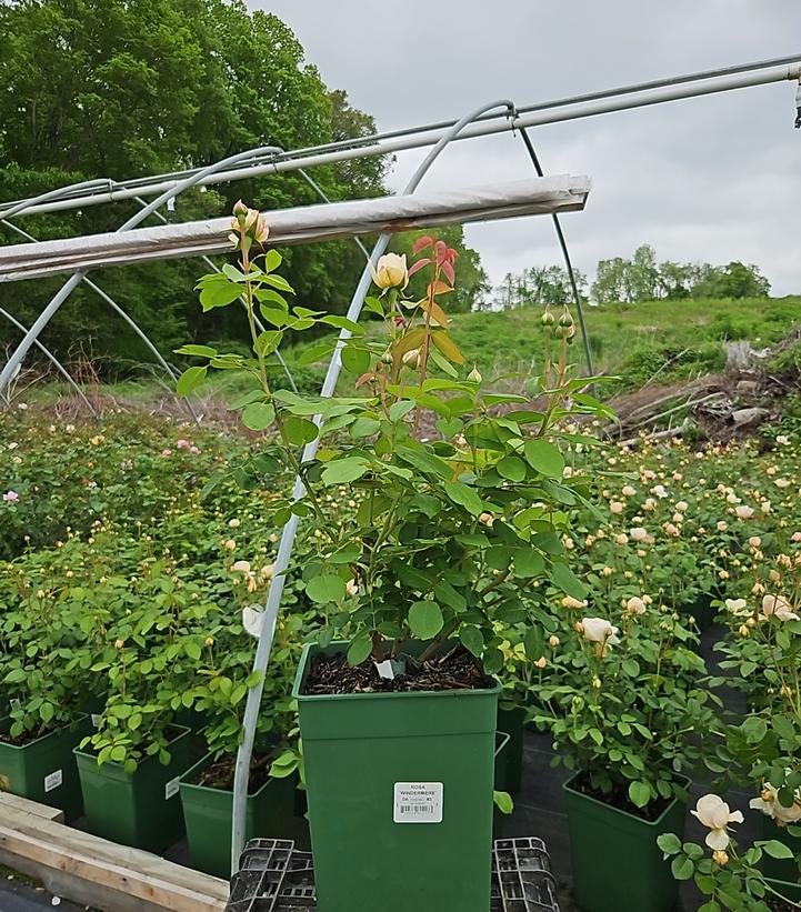 Potted plants in a greenhouse with a metal trellis and greenery in the background.