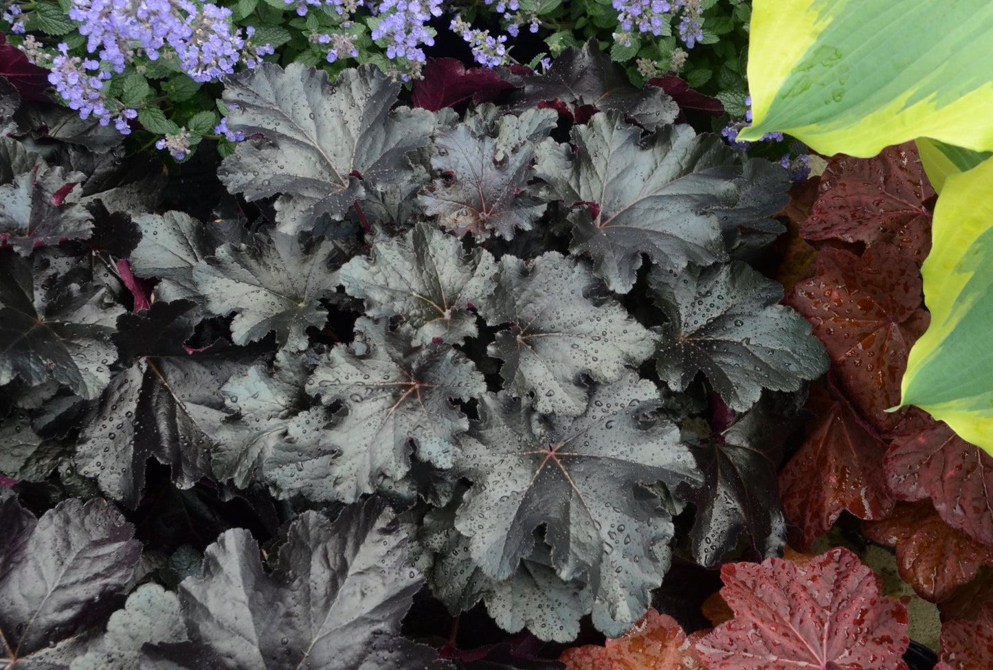 Primo® Black Pearl Coral Bells black foliage