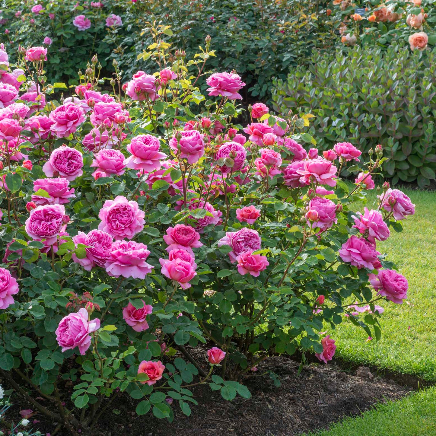 Princess Alexandra of Kent English Shrub Rose
