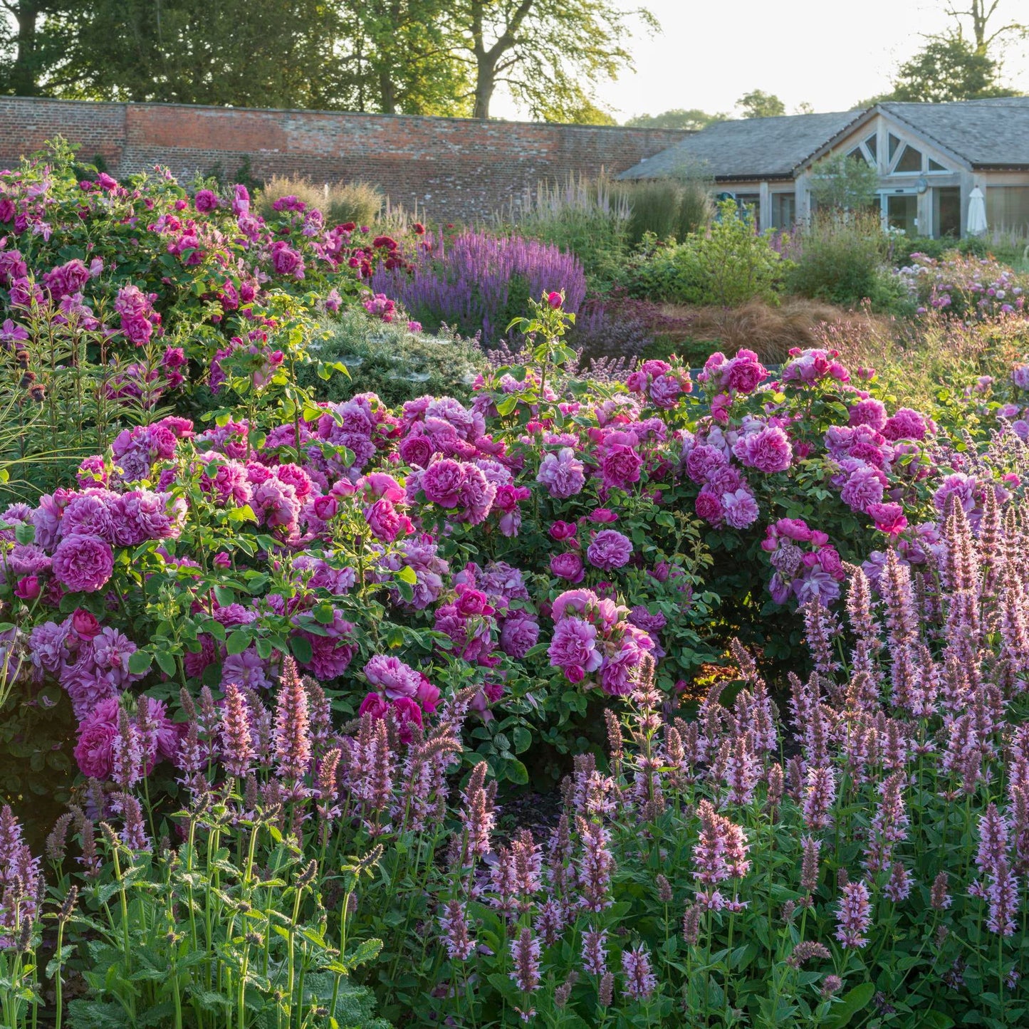 Princess Anne™ English Shrub Rose