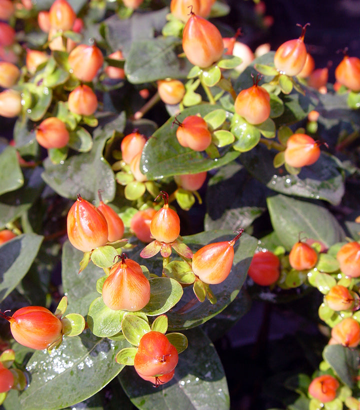 Pumpkin St. Johns Wort buds