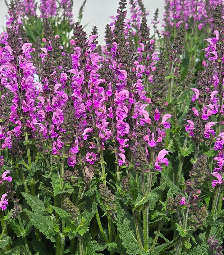 Purple flowers with green leaves in a field
