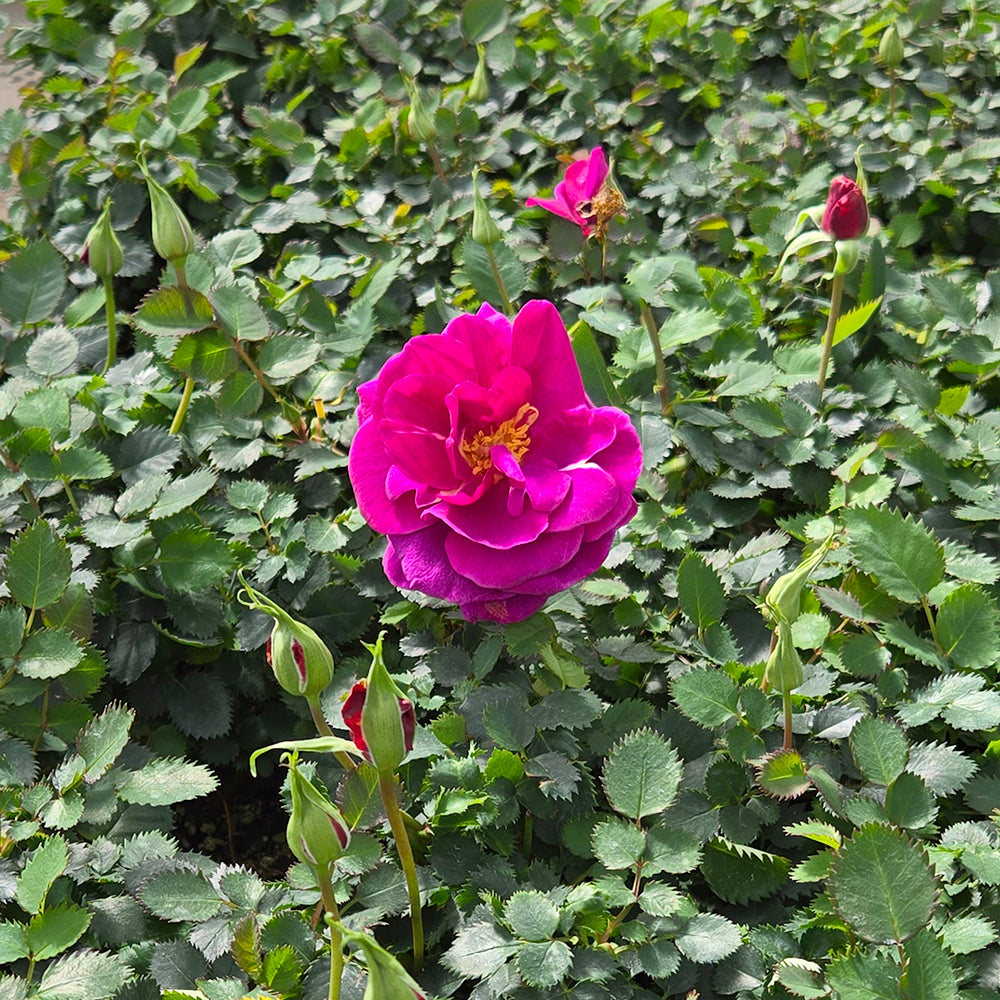 Purple rose flower with green leaves in the background