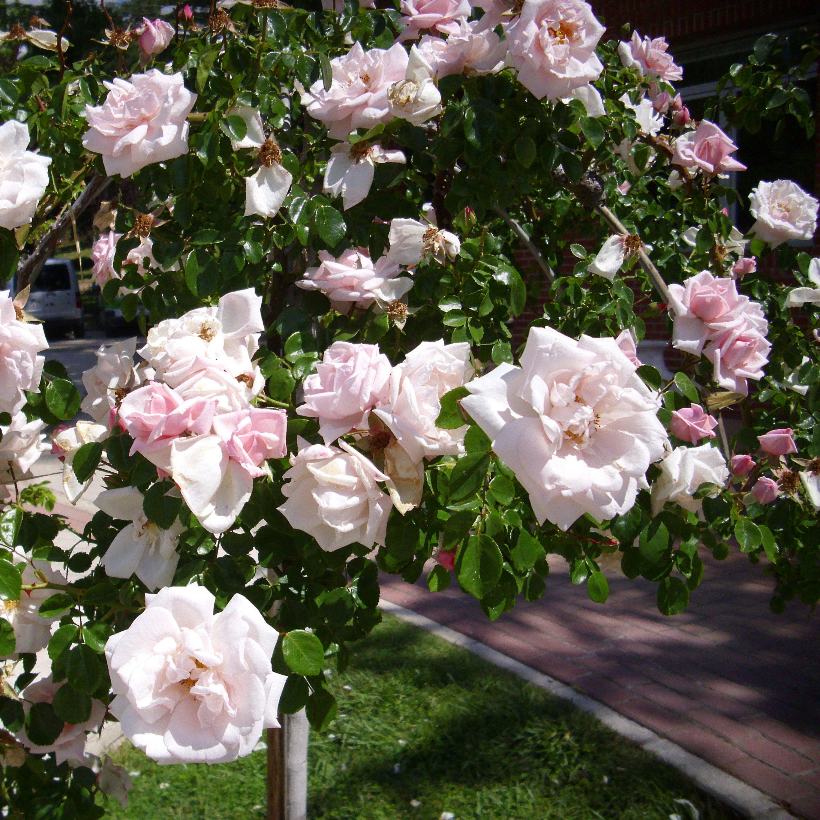 new dawn rose plant New Dawn Climbing Rose – Green Promise Farms