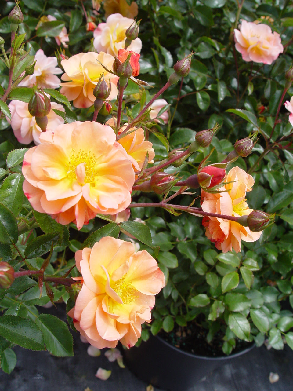 Amber Flower Carpet Rose