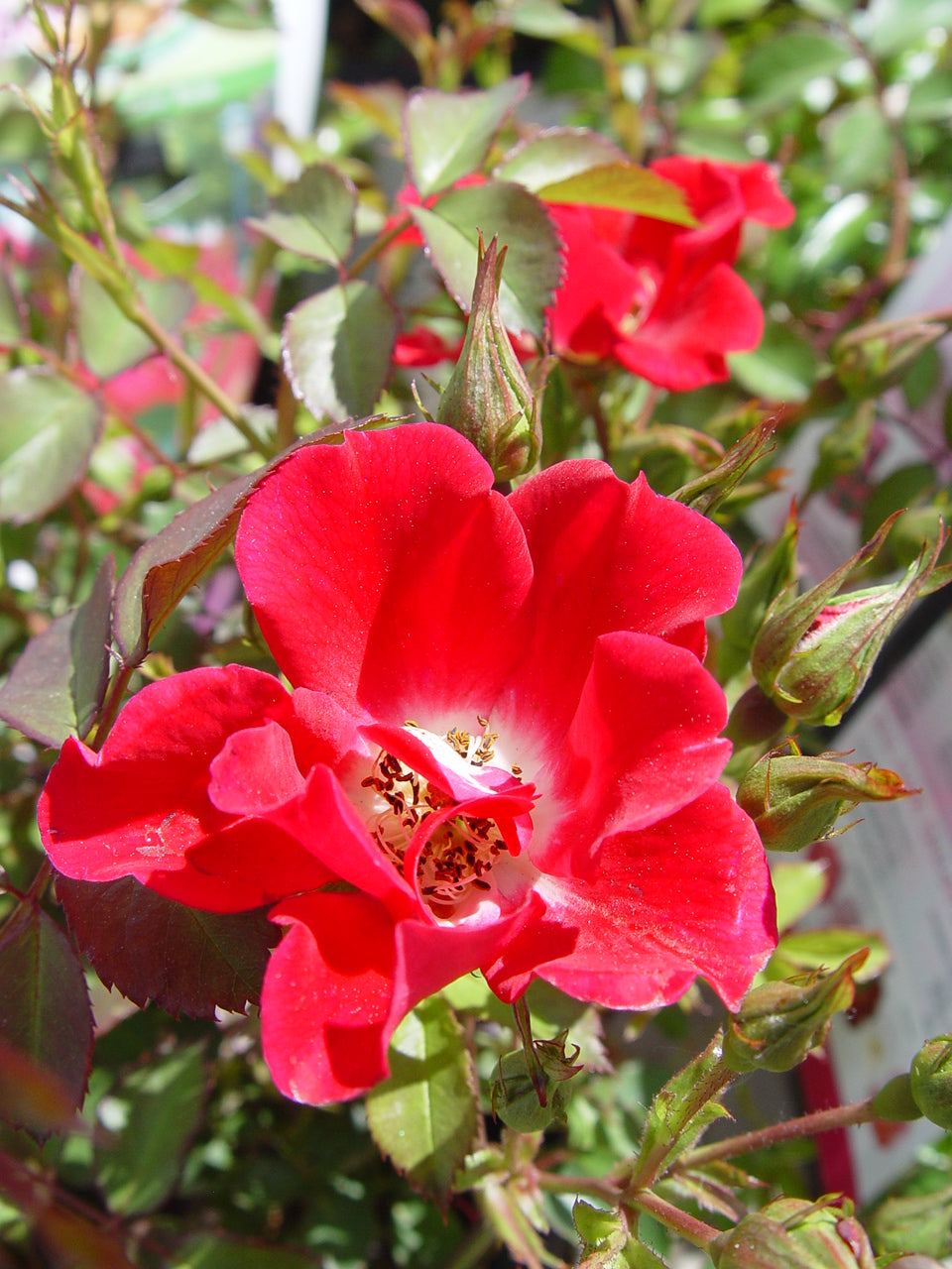 Red Flower Carpet Rose
