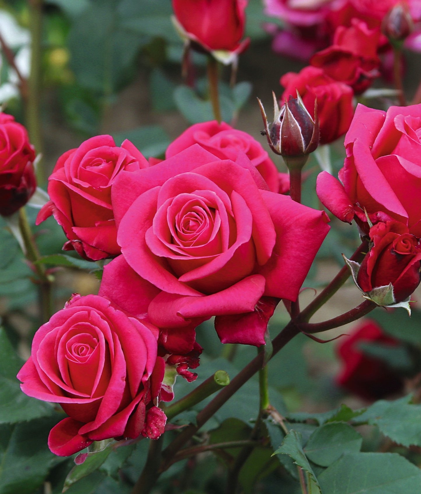 Flower Carpet Lipstick Rose