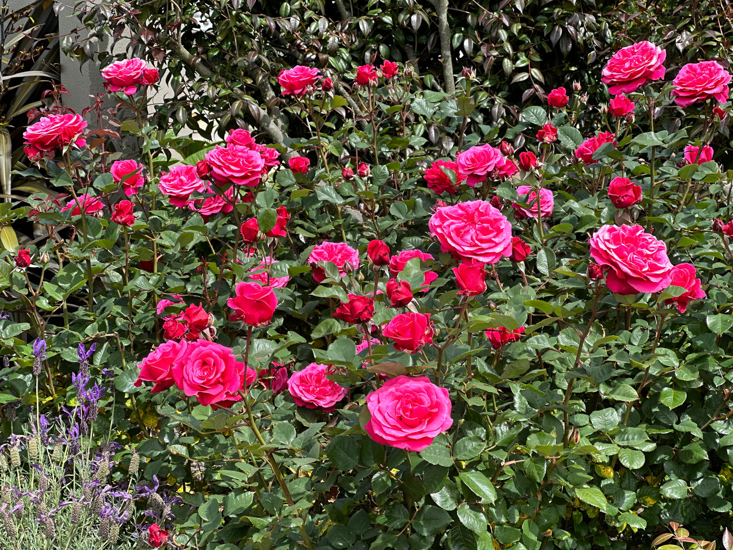 Flower Carpet Lipstick Rose