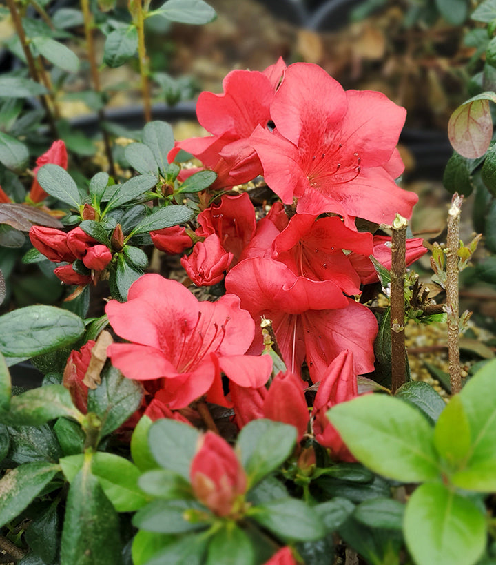 Red flowers with green leaves in a garden setting