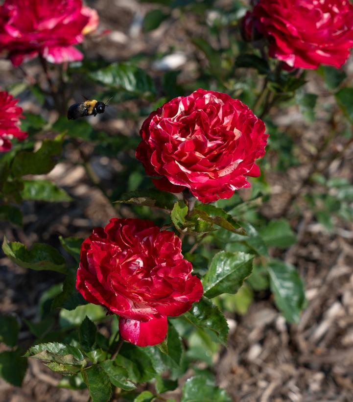 Red roses with a bee in a garden setting