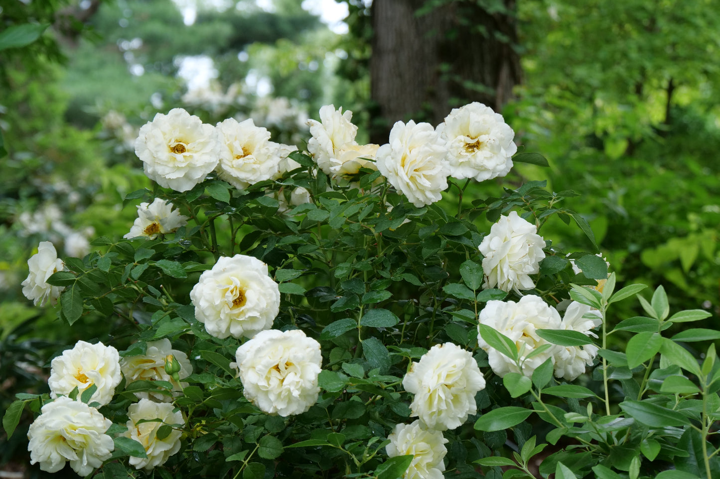 Reminiscent® Crema Rose flowering