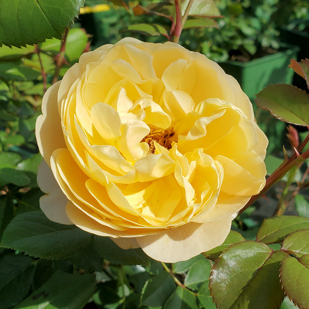 Roald Dahl English Shrub Rose flower focus