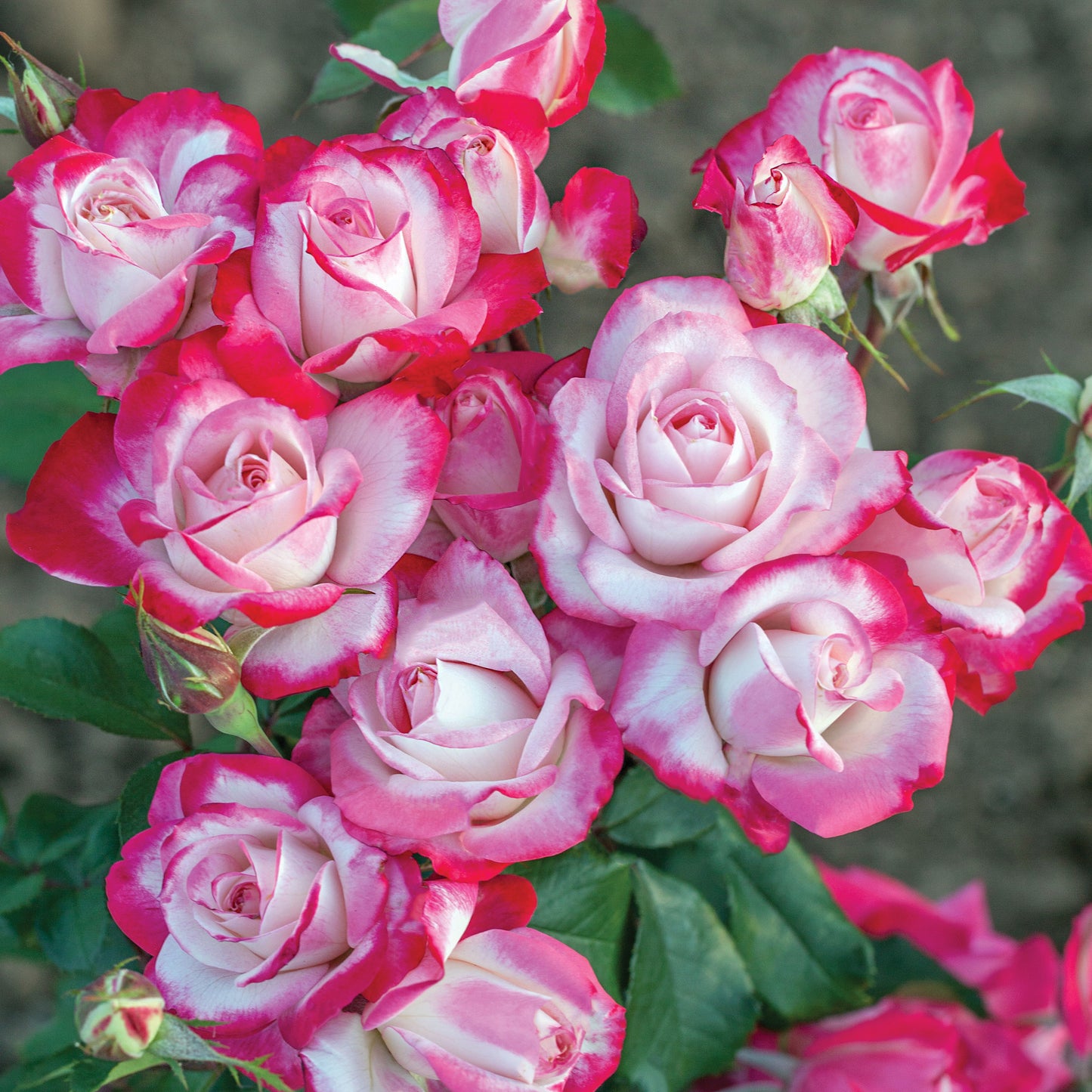 Candy Cane Cocktail™ Rose