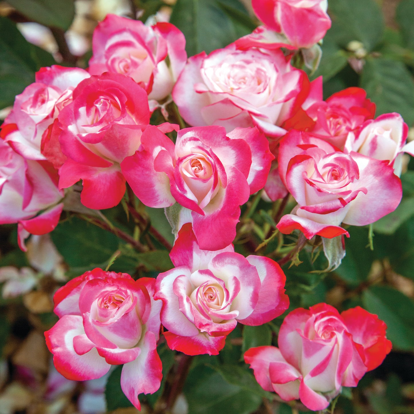 Candy Cane Cocktail™ Rose
