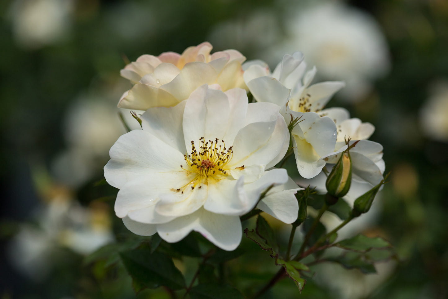 Oscar Peterson™ Shrub Rose