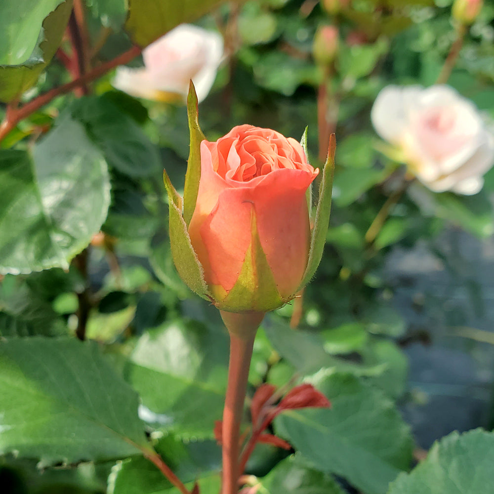 Emily Bronte English Shrub Rose