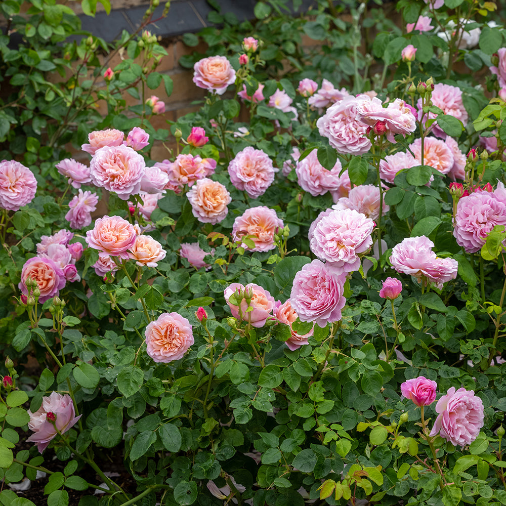 Eustacia Vye English Shrub Rose