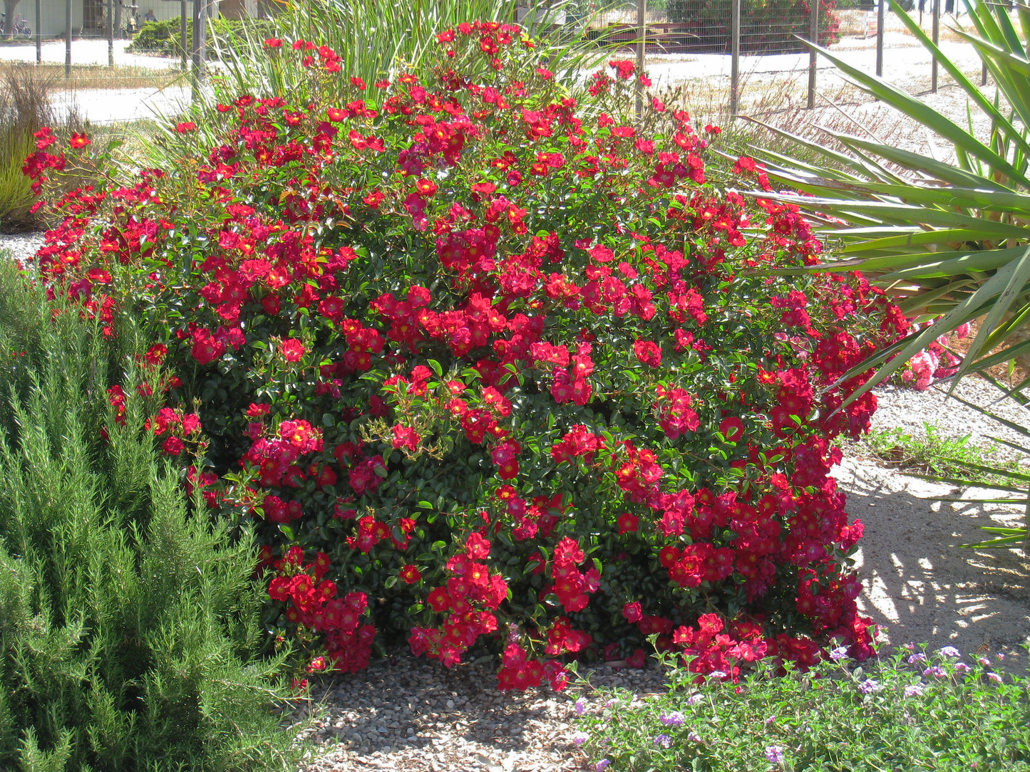 Red Flower Carpet Rose