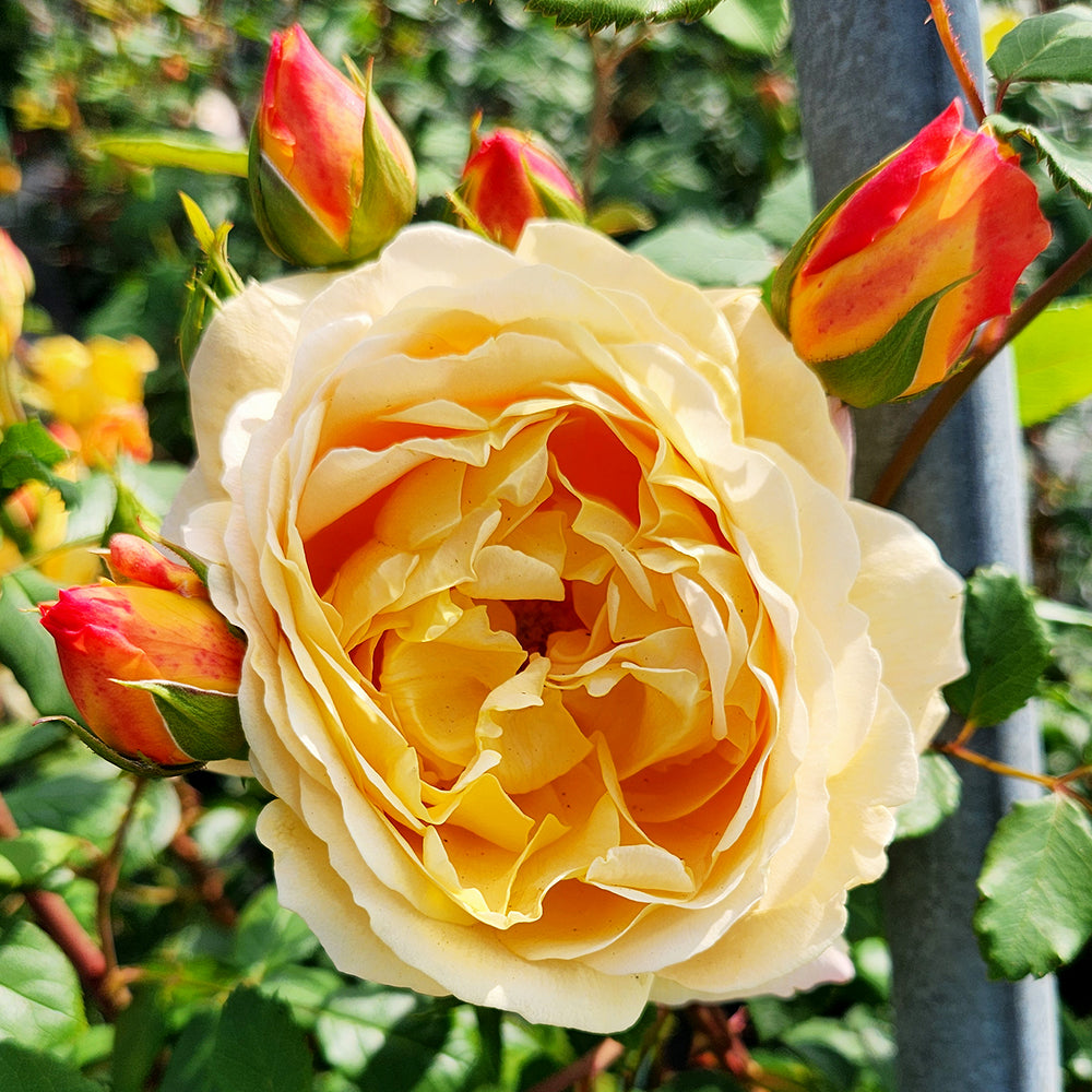 Golden Celebration English Shrub Rose
