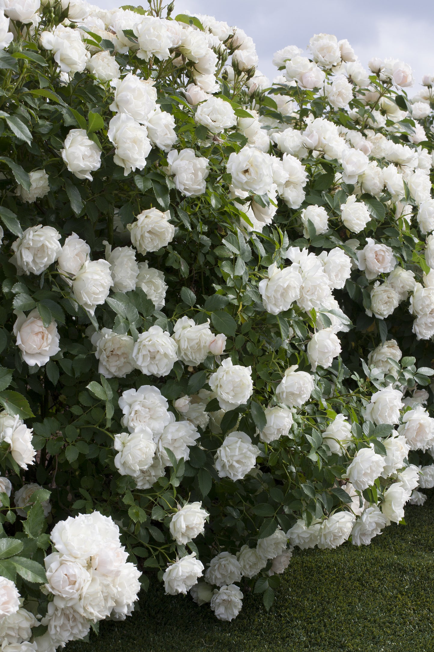 Icecap™ Landscape Shrub Rose