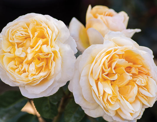 Moonlight Romantica® Hybrid Tea Rose