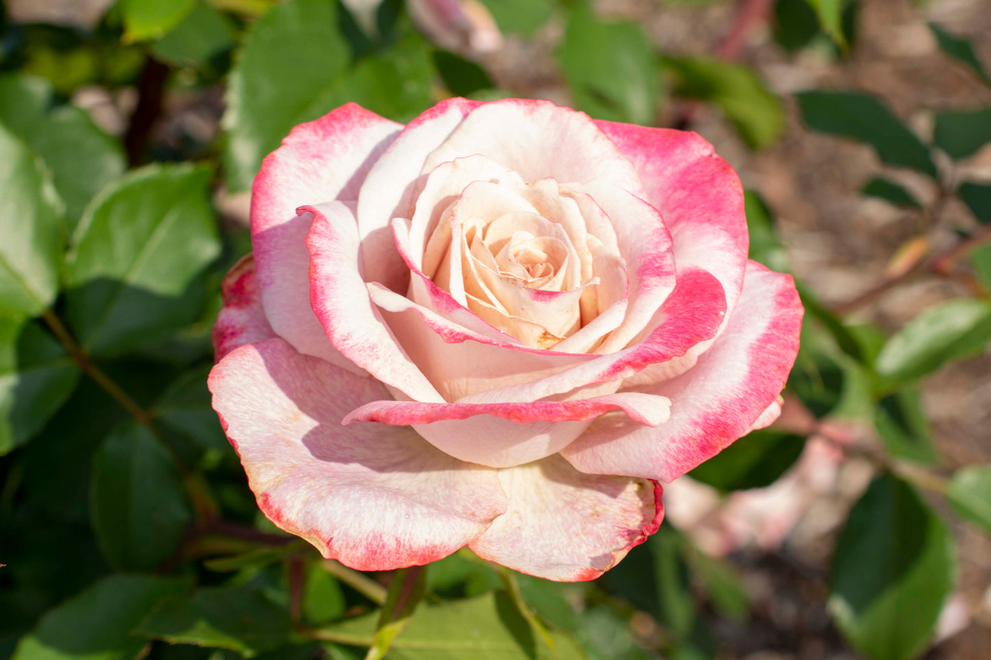 Rosa Pinkerbelle™