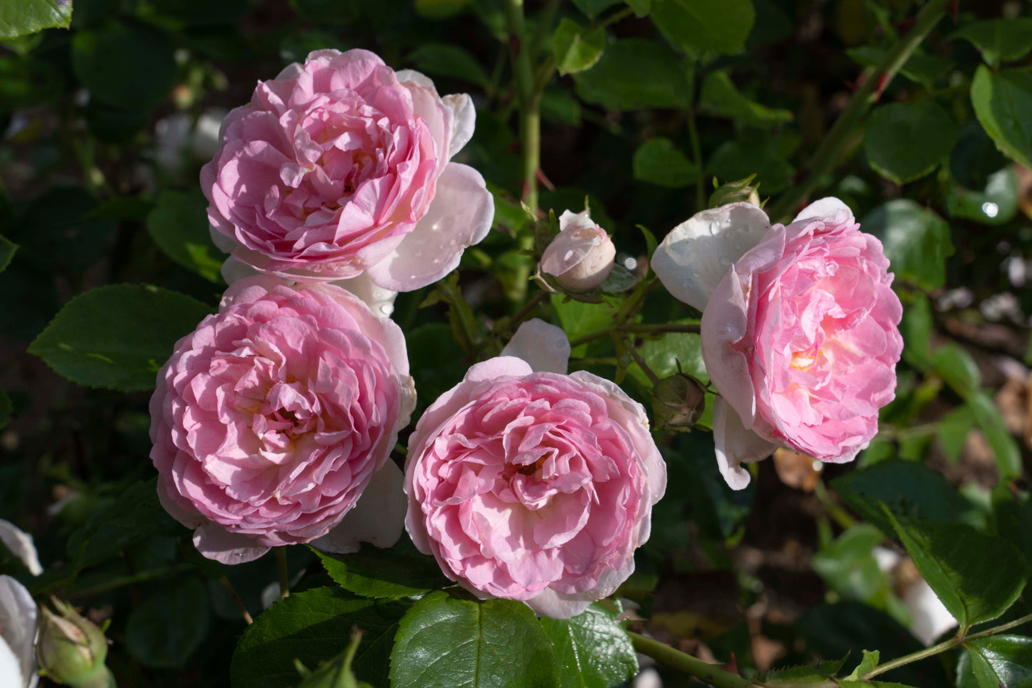 Romantica® Ball Gown™ hybrid tea rose