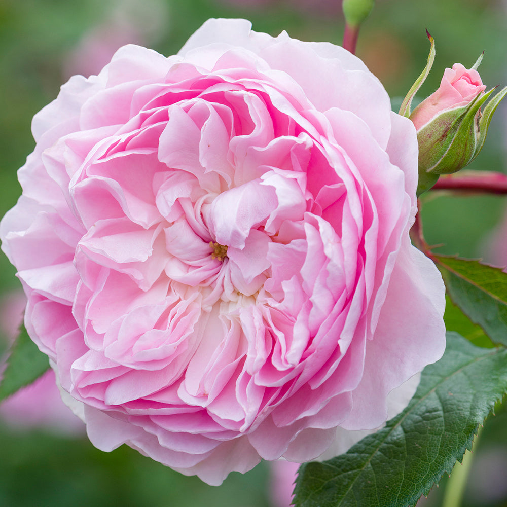 Silas Marner® English Shrub Rose