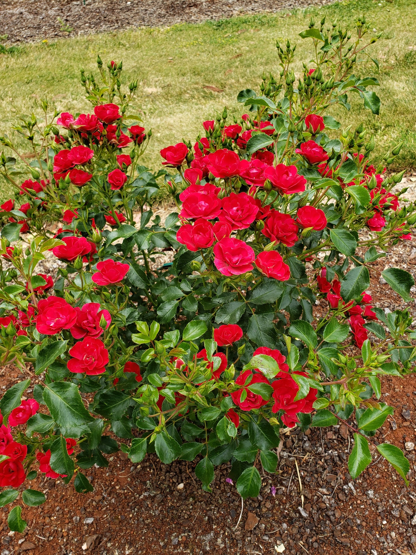 Mini Cherry Flower Carpet® Rose