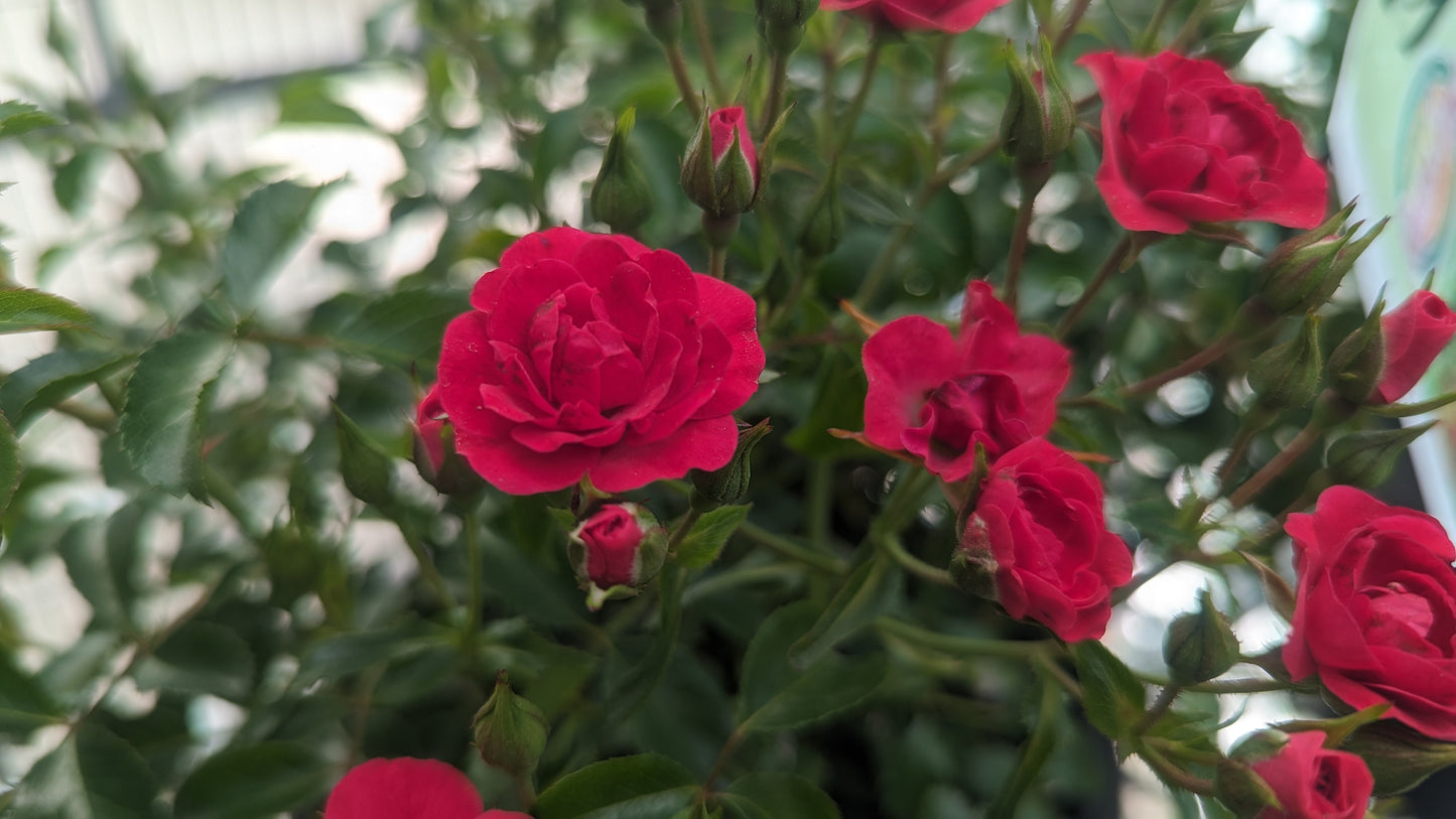 Mini Cherry Flower Carpet® Rose