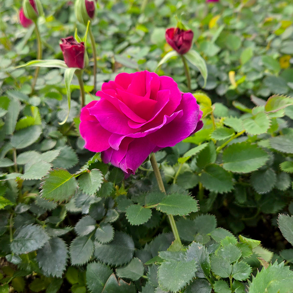 Showpiece™ Purple shrub Rose