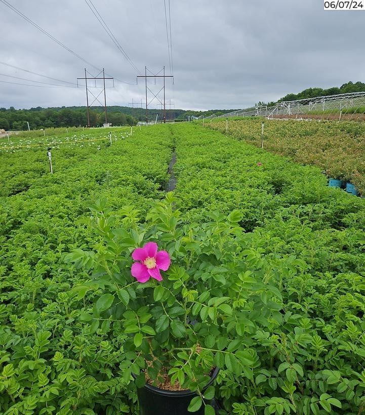 Rosa rugosa