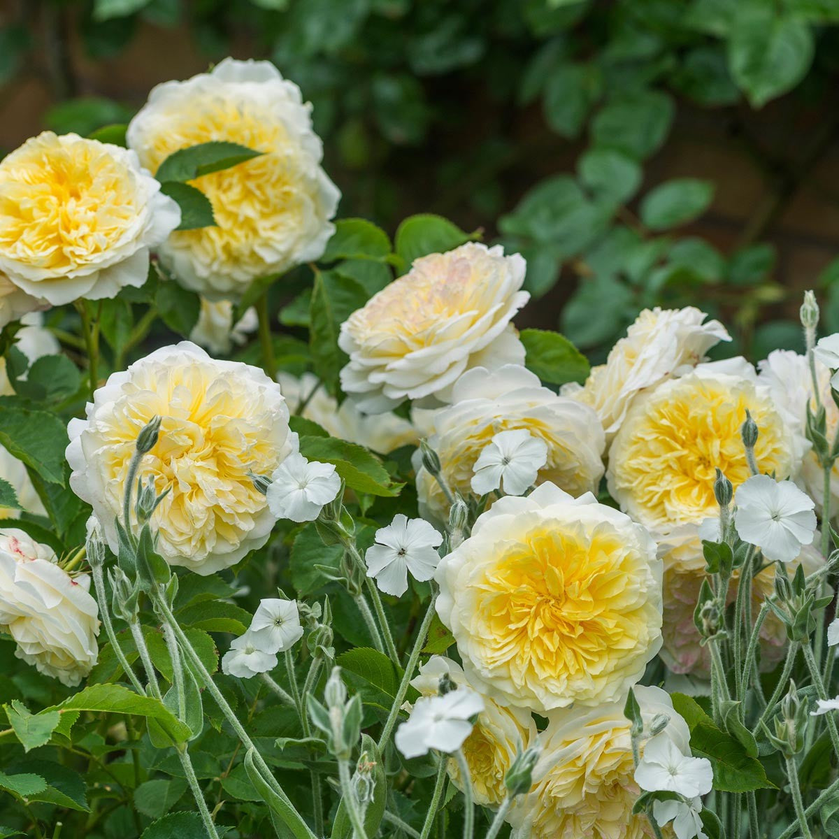 The Pilgrim English Climbing Rose