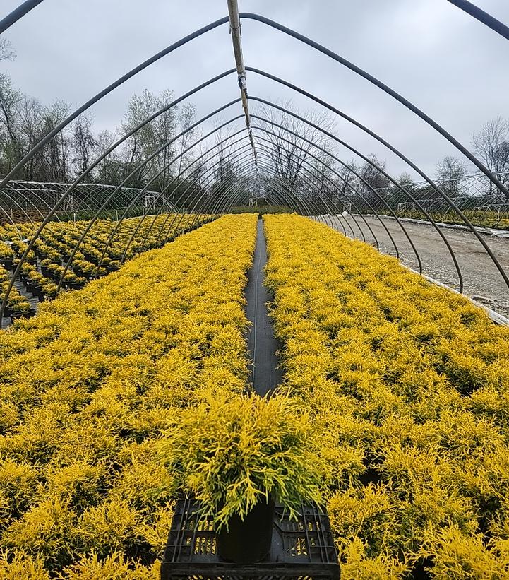 Rows of small golden‑yellow evergreen shrubs in a nursery greenhouse