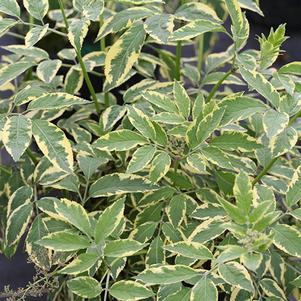 Sambucus nigra Instant Karma®