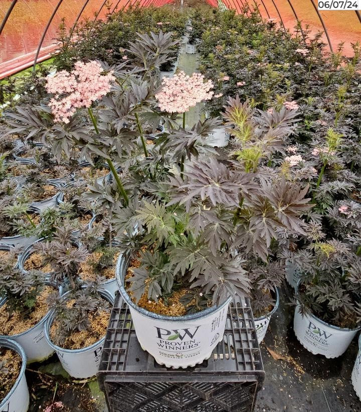 Sambucus nigra Laced Up®