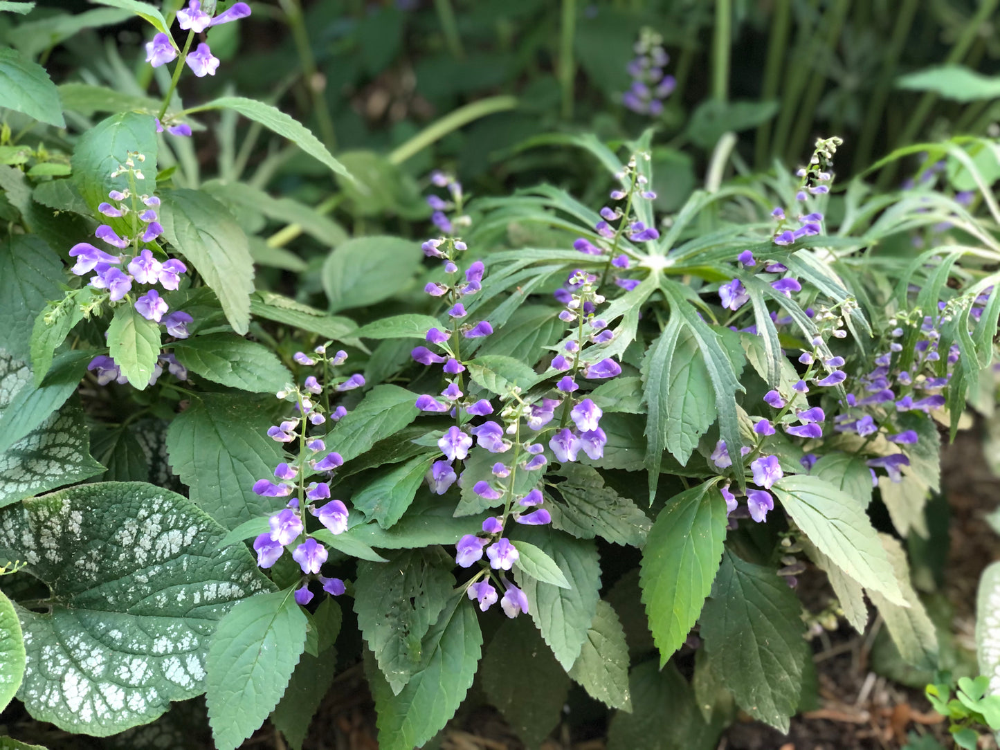 Appalachian Blues Skullcap