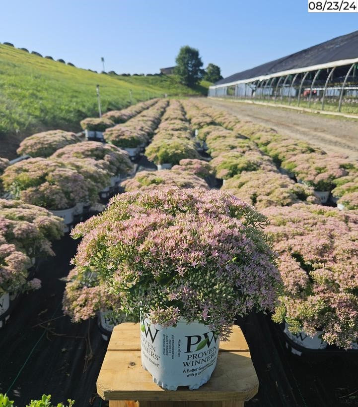 Sedum hybrid Rock 'N Round® Pure Joy